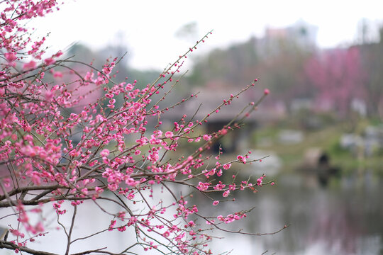 成都涴花溪红梅