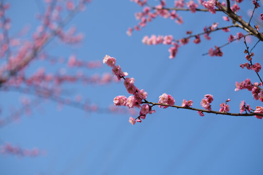 崇州十里梅林