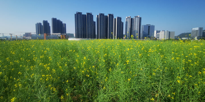 花田里的住宅楼