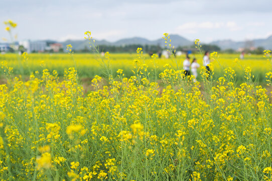 油菜花