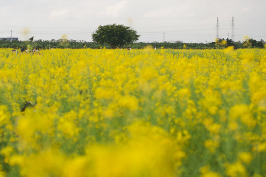 油菜花