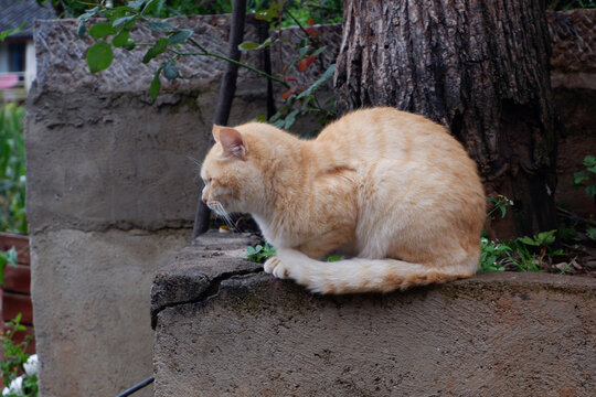 奶黄色小猫