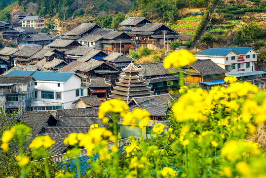 侗寨鼓楼乡村油菜花美丽景象