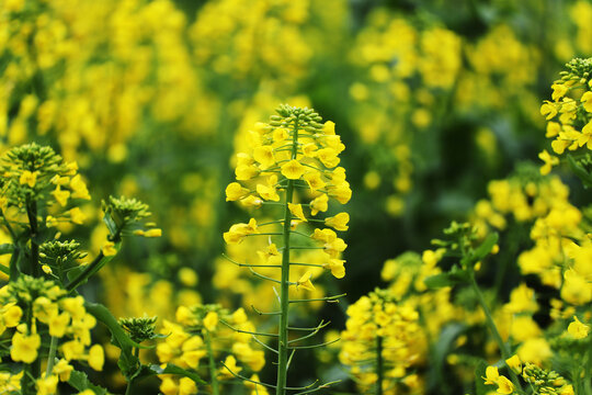 油菜花