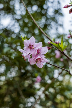 桃花朵朵开