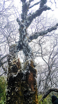 雪花树