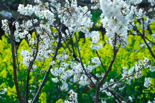 油菜花海