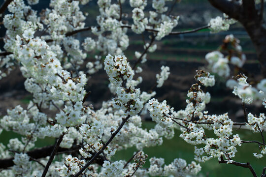 樱桃花