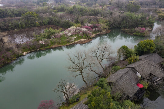 杭州西溪湿地初春梅花盛开航拍