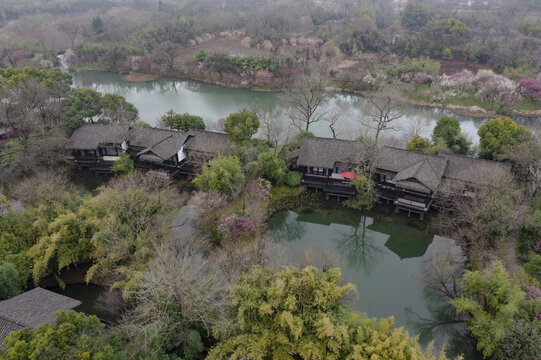 杭州西溪湿地初春梅花盛开航拍