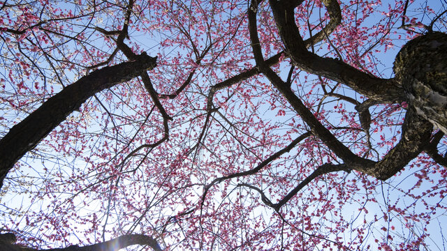 仰拍蓝天下的梅花梅树