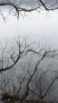 雨天湖面水面树枝倒影