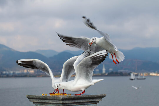 进食的海鸥