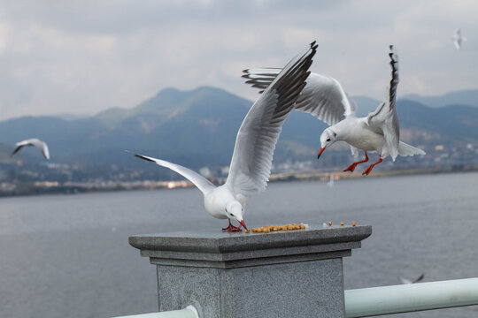 进食的海鸥