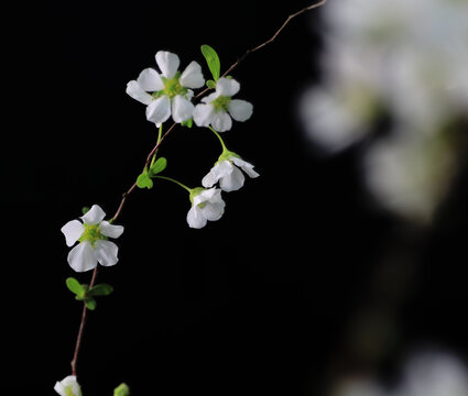 小白花