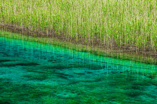 九寨沟芦苇海