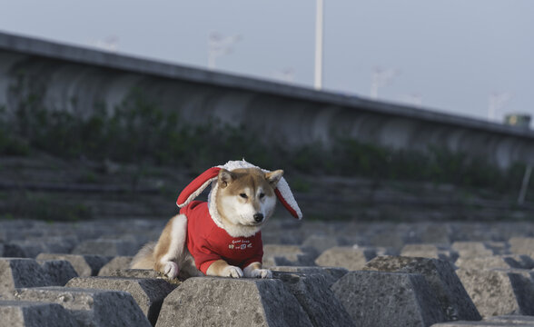 海边的柴犬