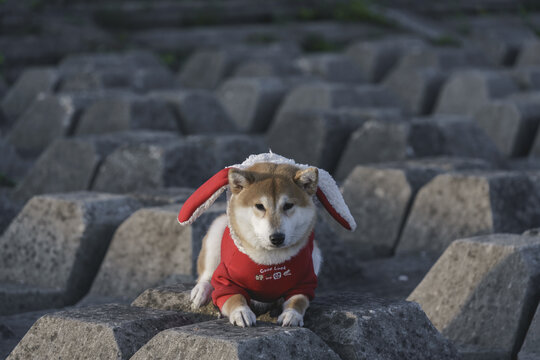 海边的柴犬