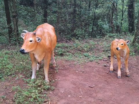 黄牛雕塑