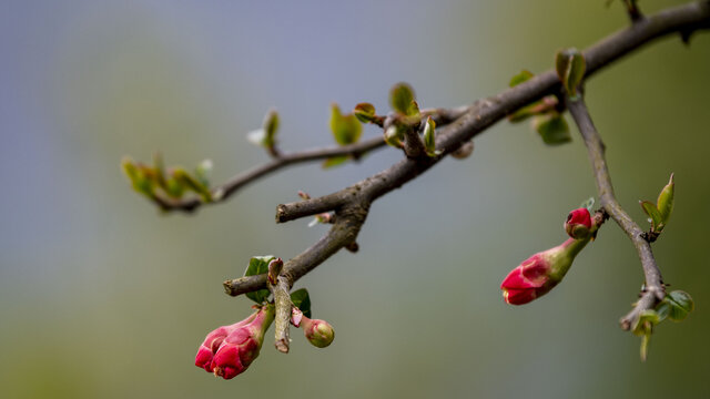 花苞