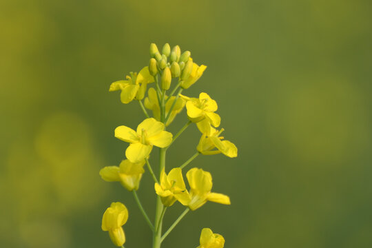 油菜花