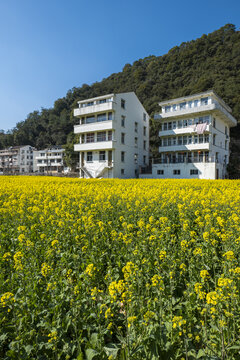 乡间油菜花田