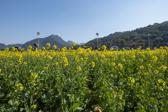 油菜花海