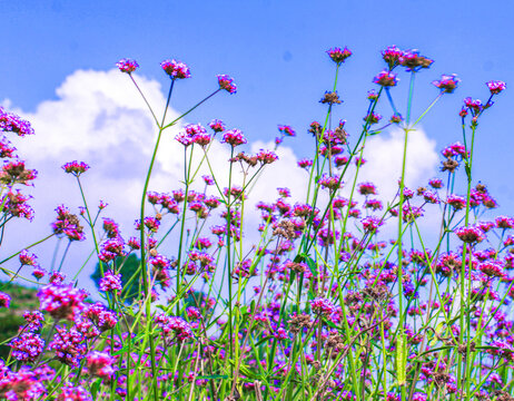 马鞭花