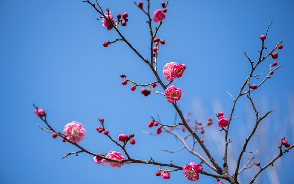 梅花