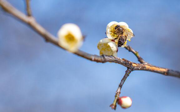 蜜蜂