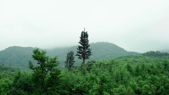 山林之间