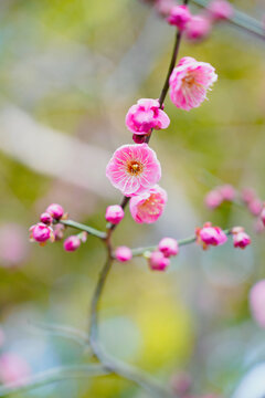 梅花枝