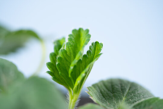 盆栽草莓