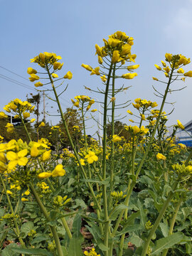 油菜花