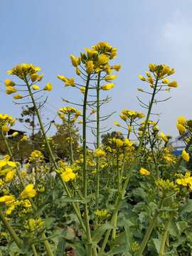 油菜花