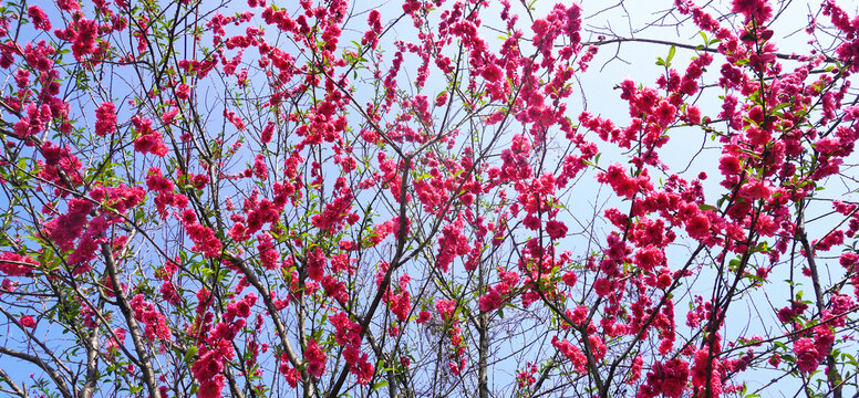 春天桃花