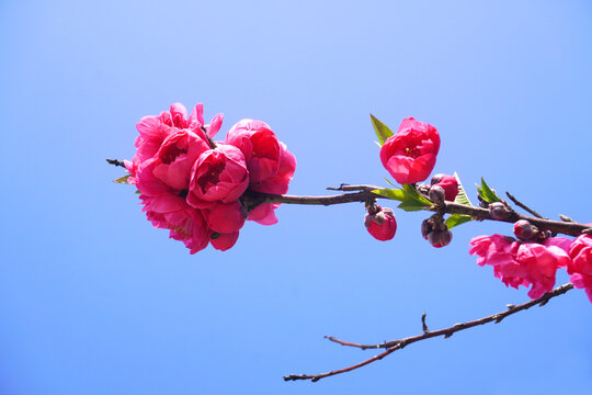 春天红色桃花