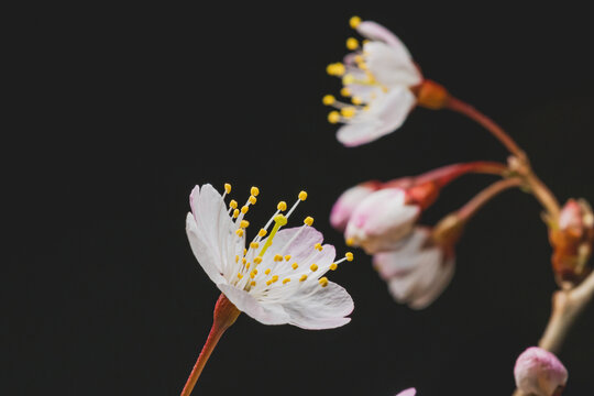 黑色背景下的樱桃花特写