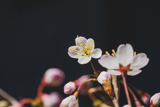 黑色背景下的樱桃花特写