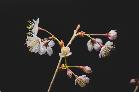 黑色背景下的樱桃花特写