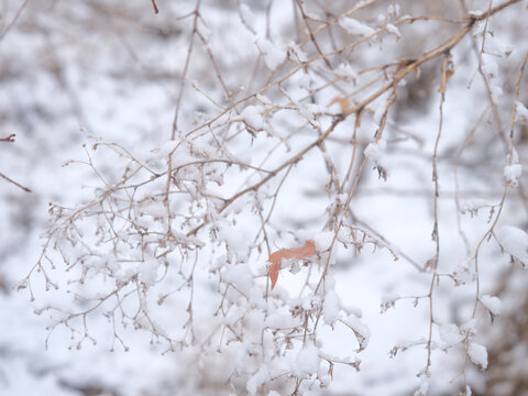 春雪