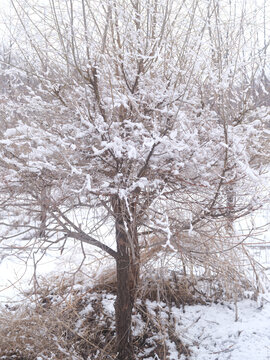 春雪