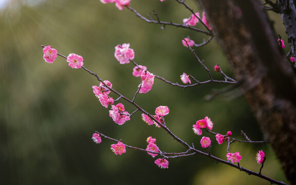 红梅花儿开