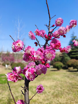 粉色梅花