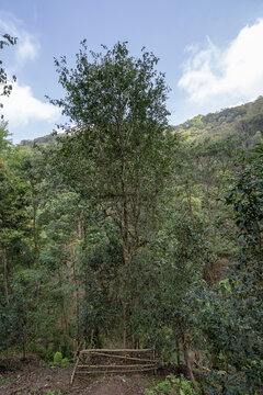 易武天门山高杆古树茶