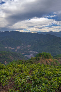 临沧勐库茶山