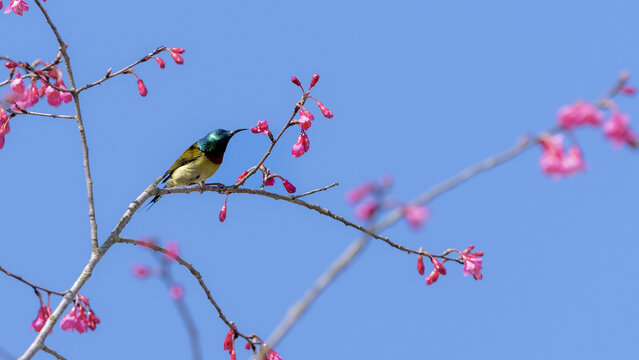 花与鸟