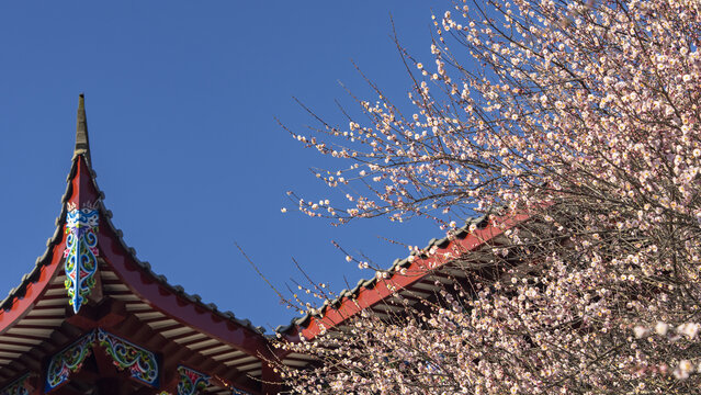 古寺相掩梅花中