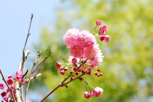 樱花