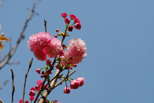 春天美丽的樱花